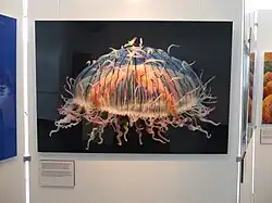 Frans Lanting SS Rotterdam