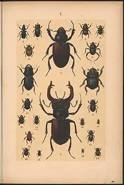 Brouci (1900), ukázka barevné tabule[3]