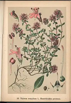 Léčivé rostliny (1900), ukázka barevné tabule[8]