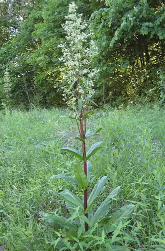 alternativní popis obrázku chybí