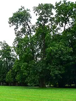 Jasan v parku Boženy Němcové