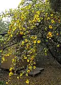 Fremontodendron 'San Gabriel' v botanické zahradě v Kalifornii