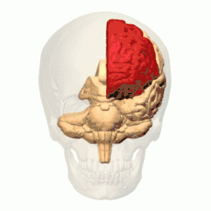 Čelní lalok (červeně) levé hemisféry