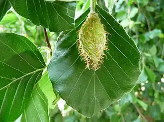 alternativní popis obrázku chybí