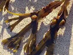 Chaluha bublinatá (Fucus vesiculosus)