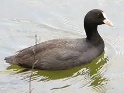 Lyska černá (Fulica atra)[1]