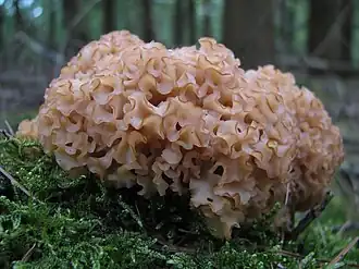 alternativní popis obrázku chybí