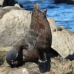 Lachtan s hlavou obrácenou k nebi a otevřenou tlamou jakoby zíval