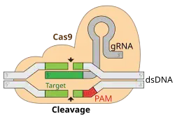 Komplex CRISPR-Cas9