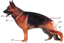 Dospělý německý ovčák ve výstavním postoji s vyznačenými úhly, jaké má tělo svírat