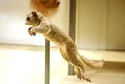 Vycpaná komba jižní