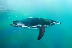 Tučňák galapážský ve vodě