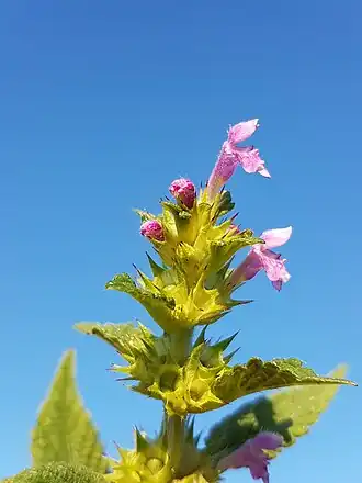 alternativní popis obrázku chybí