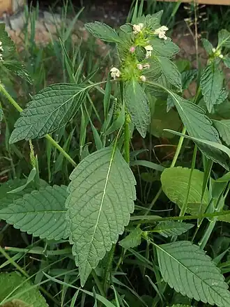 alternativní popis obrázku chybí