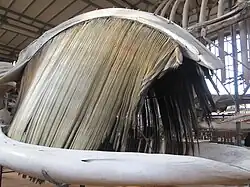 Fotografie z přední strany čelisti velryby - z horní čelisti míří směrem dolů dlouhé světle zbarvené kostice