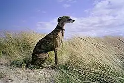 Galgo Español