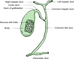 Žlučový měchýř a extrahepatální žlučovody