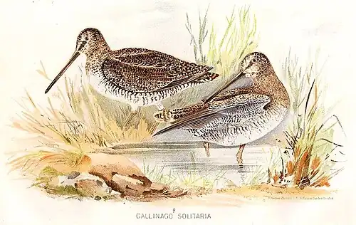 S. Herbert či A. W. Strutt, asi 1890