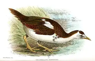 Henrik Grönvold, 1914