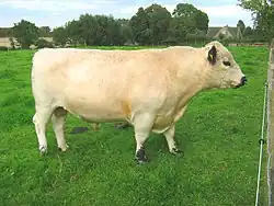 Býk plemene galloway v bílé barvě