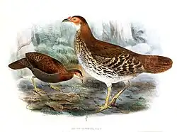 Dvě samice (John Gerrard Keulemans, 1880)