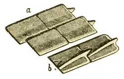 ganoidní šupiny karbonské paprskoploutvé ryby Amblypterus striatus (nákres)