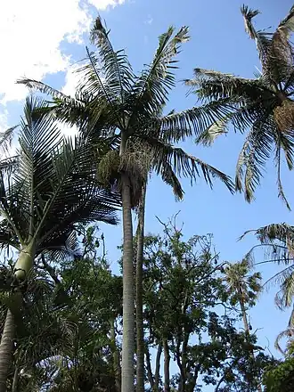 alternativní popis obrázku chybí