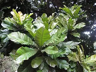 alternativní popis obrázku chybí