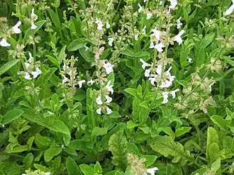 alternativní popis obrázku chybí