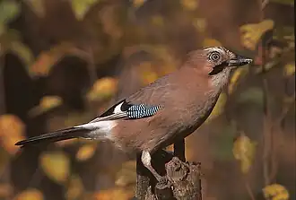 alternativní popis obrázku chybí