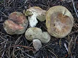 Gastroboletus subalpinus