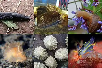 alternativní popis obrázku chybí