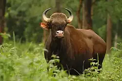 Samice gaura, nejmohutnější ze všech žijících turů