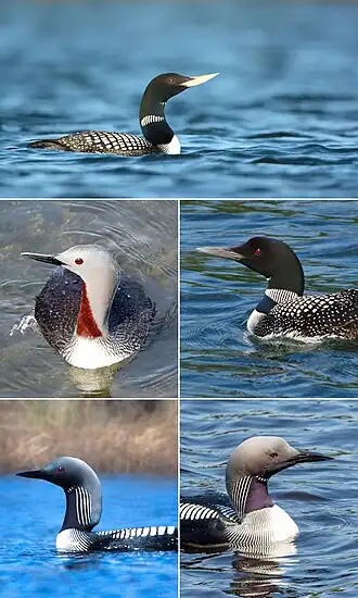 alternativní popis obrázku chybí