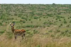 Národní park Virunga
