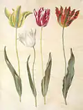 Tulipa gesneriana