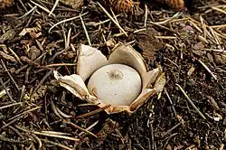 Hvězdovka drsná (Geastrum campestre)