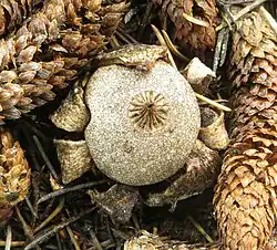 Hvězdovka drsná (Geastrum campestre)