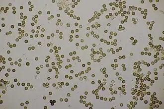 Výtrusy hvězdovky trojité