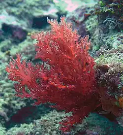 Gelidium (podtřída Rhodymeniophycidae, řád Gelidiales); mnohé ruduchy z řádu Gelidiales slouží k výrobě agaru