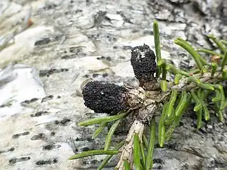 alternativní popis obrázku chybí