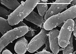 Bacteria: Gemmatimonas aurantiaca (s vyznačením délky 1 μm)