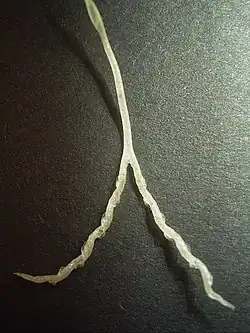 Lapací orgán genlisey Genlisea violacea