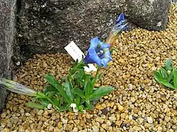 Růžice listů a olistěná lodyhy