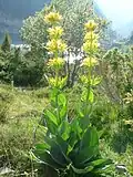 Hořec žlutý (Gentiana lutea)