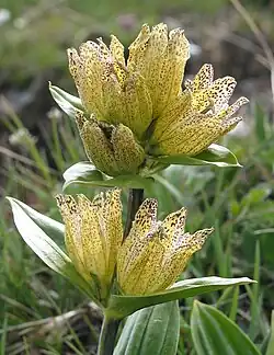 Hořec tečkovaný (Gentiana punctata)