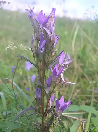 Hořeček mnohotvarý český