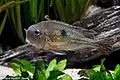 Geophagus proximus (perleťovka následná)