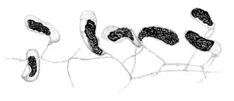 alternativní popis obrázku chybí