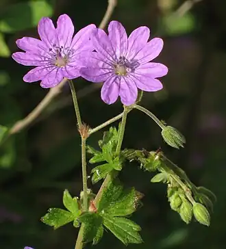 alternativní popis obrázku chybí